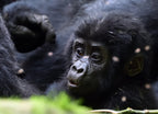 Mountain gorilla, Bwindi National Park, Uganda 1000pc Puzzle