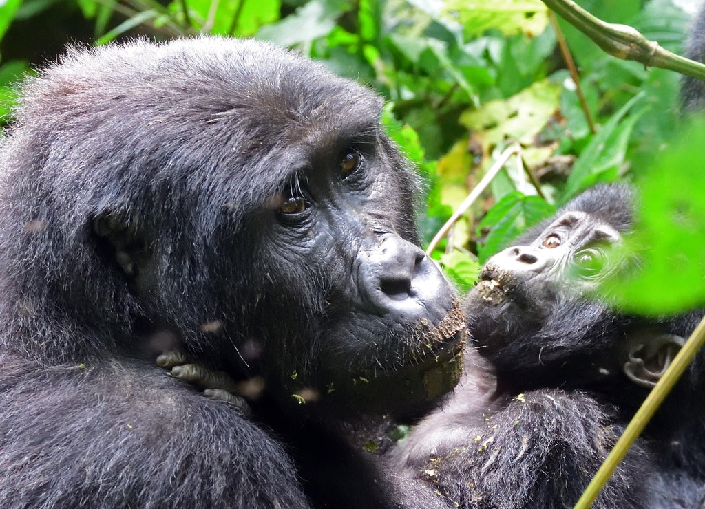 Mountain gorilla, Bwindi National Park, Uganda 1000pc Puzzle