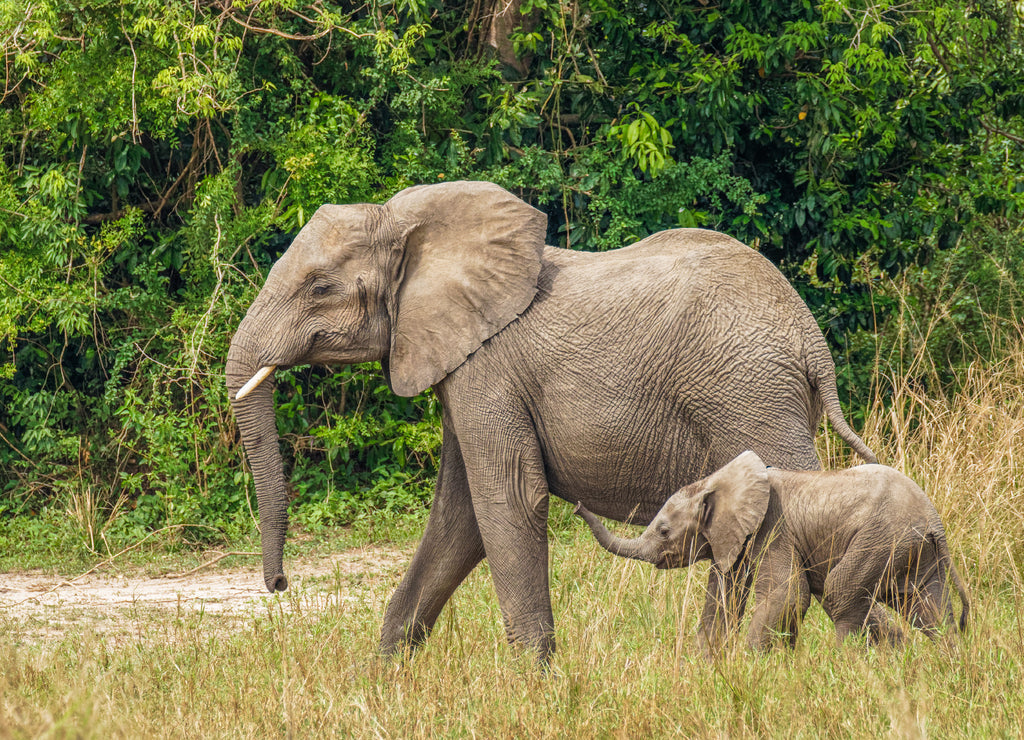 Female Elephant with Baby – 1000 Piece Wildlife Puzzle