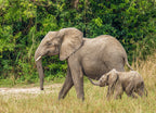 Female Elephant with Baby – 1000 Piece Wildlife Puzzle
