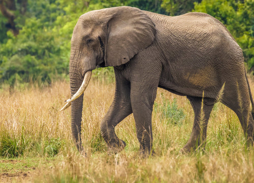 Big Male Elephant at the Nile – 1000 Piece Wildlife Puzzle