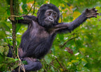 Young mountain gorilla, Bwindi, Uganda 1000pc Puzzle