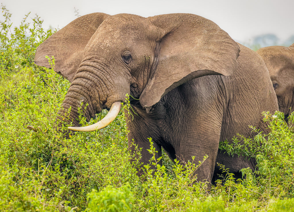 Elephant Eating – 1000 Piece Wildlife Puzzle