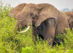 Elephant Eating – 1000 Piece Wildlife Puzzle