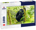 Portrait of a baby mountain gorilla (Gorilla beringei beringei), Bwindi Impenetrable Forest National Park, Uganda 1000pc Puzzle