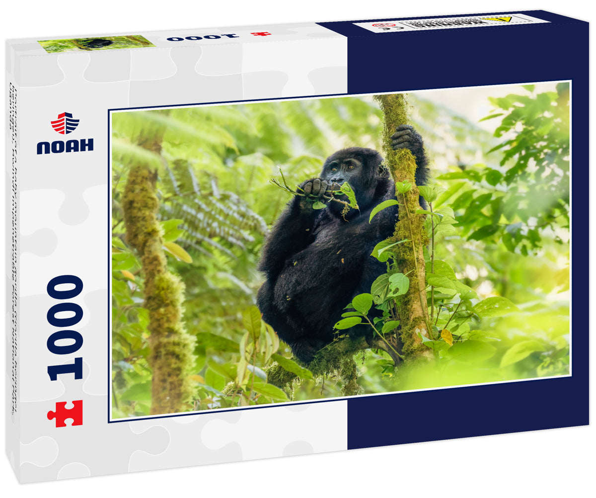 Portrait of a baby mountain gorilla (Gorilla beringei beringei), Bwindi Impenetrable Forest National Park, Uganda 1000pc Puzzle