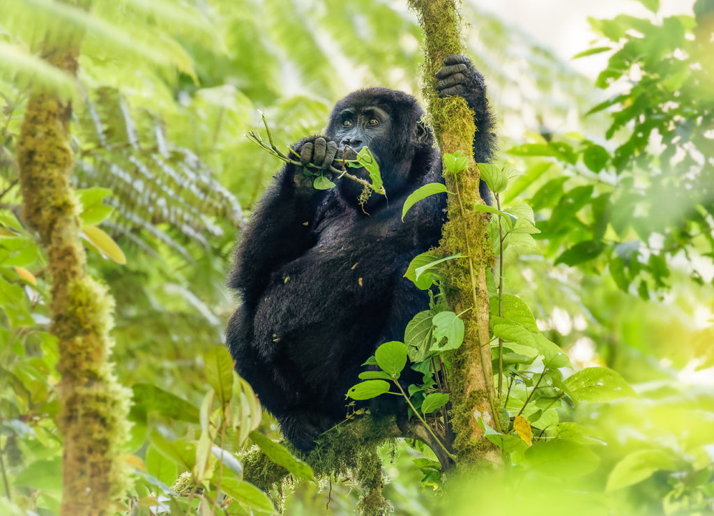 Portrait of a baby mountain gorilla (Gorilla beringei beringei), Bwindi Impenetrable Forest National Park, Uganda 1000pc Puzzle