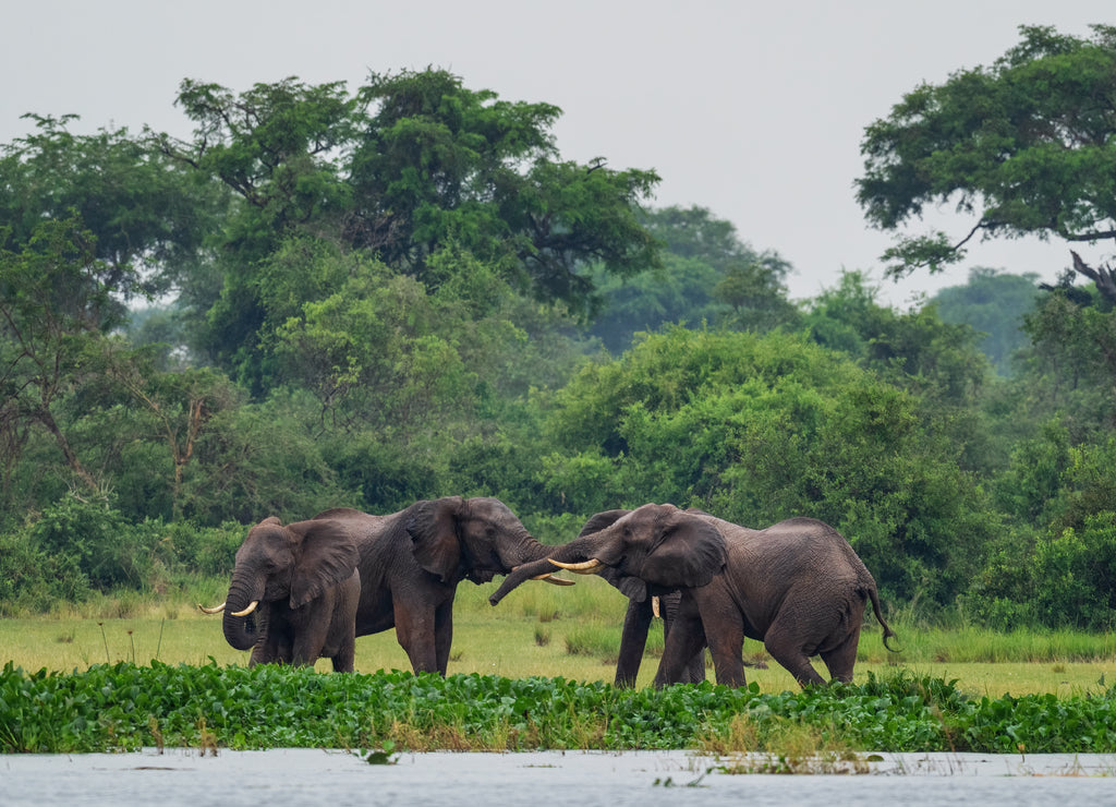 African Bush Elephant – 1000 Piece Wildlife Puzzle