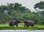 African Bush Elephant – 1000 Piece Wildlife Puzzle