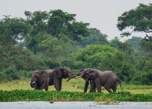 African Bush Elephant – 1000 Piece Wildlife Puzzle