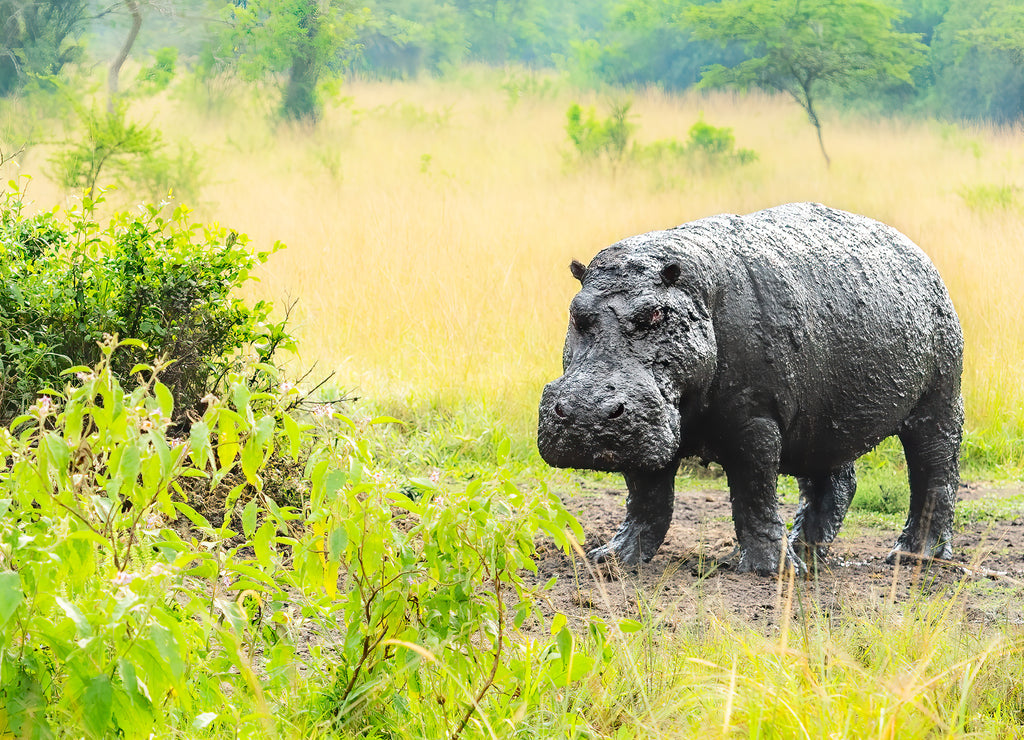 Muddy old hippo (Hippopotamus amphibius) standing out of mud, Lake Mburo national park, Uganda 1000pc Puzzle