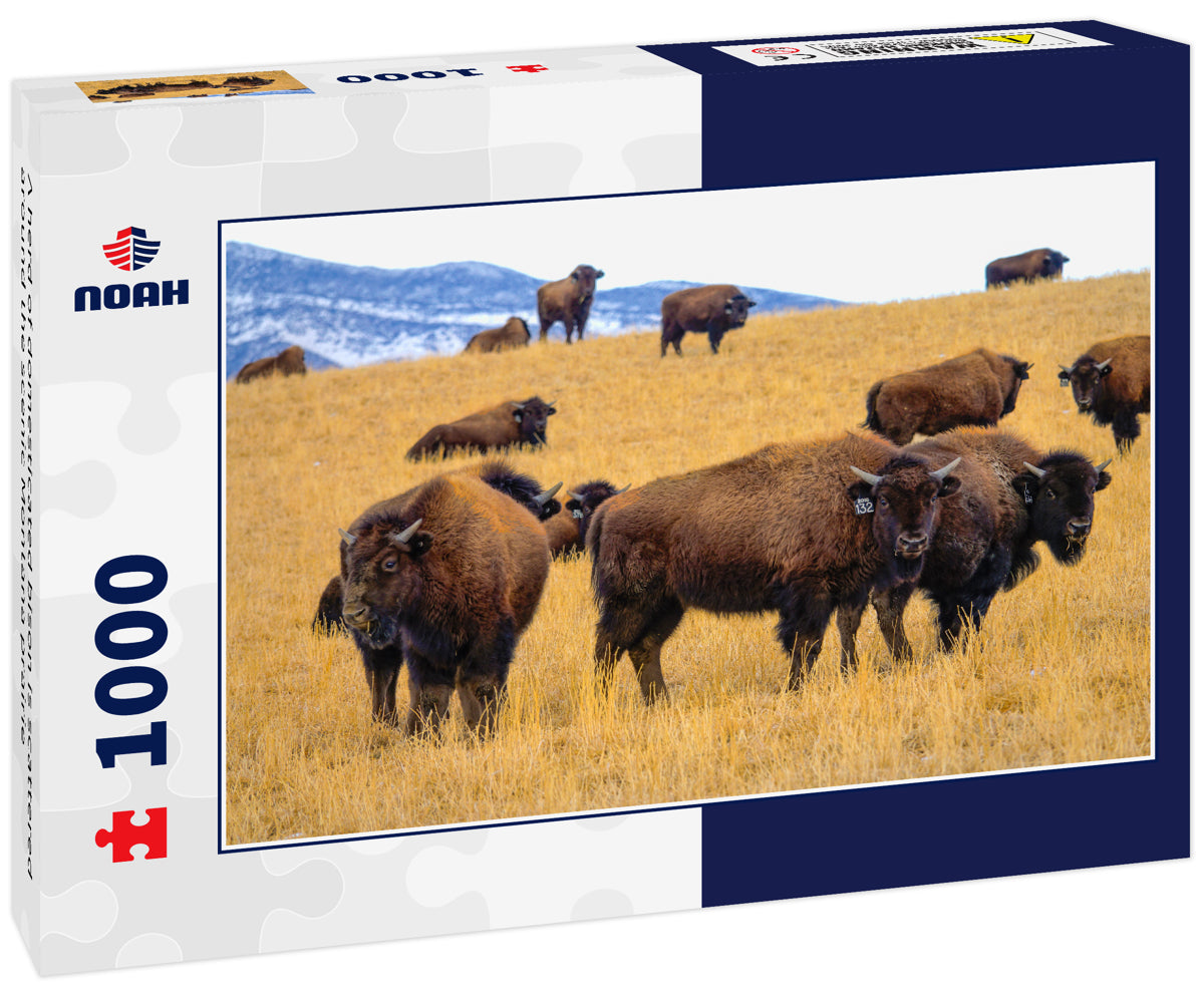 A herd of domesticated bison is scattered around the scenic Montana prairie 1000pc Puzzle