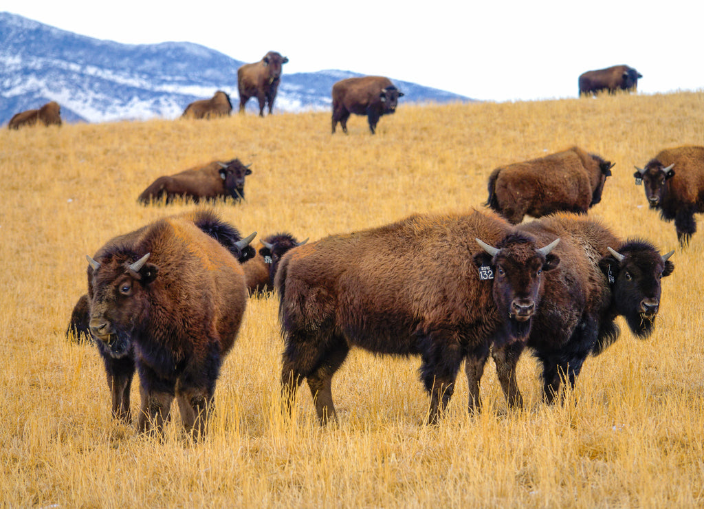 A herd of domesticated bison is scattered around the scenic Montana prairie 1000pc Puzzle