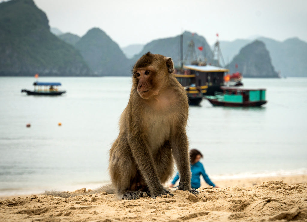Monkey island beach at Lan Ha Bay, Ha long Bay tour in Cat Ba, Vietnam 1000pc Puzzle