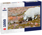 Mountain Goats on Mount Bierstadt in the Arapahoe National Fores, Colorado 1000pc Puzzle