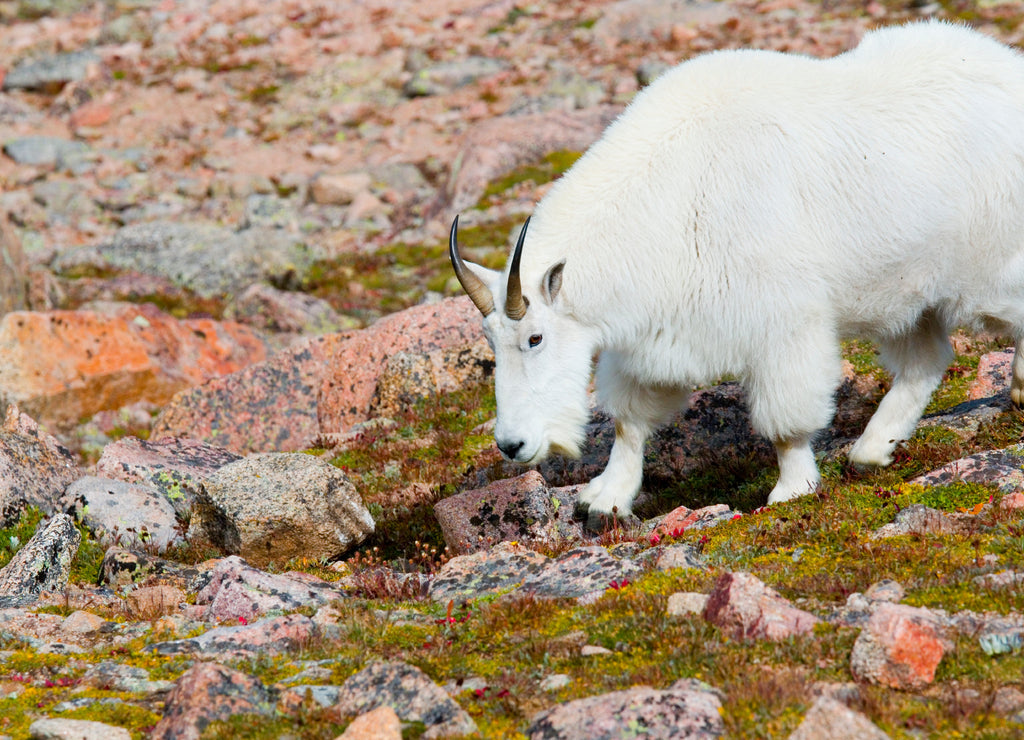 Mountain Goats on Mount Bierstadt in the Arapahoe National Fores, Colorado 1000pc Puzzle