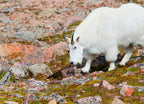 Mountain Goats on Mount Bierstadt in the Arapahoe National Fores, Colorado 1000pc Puzzle