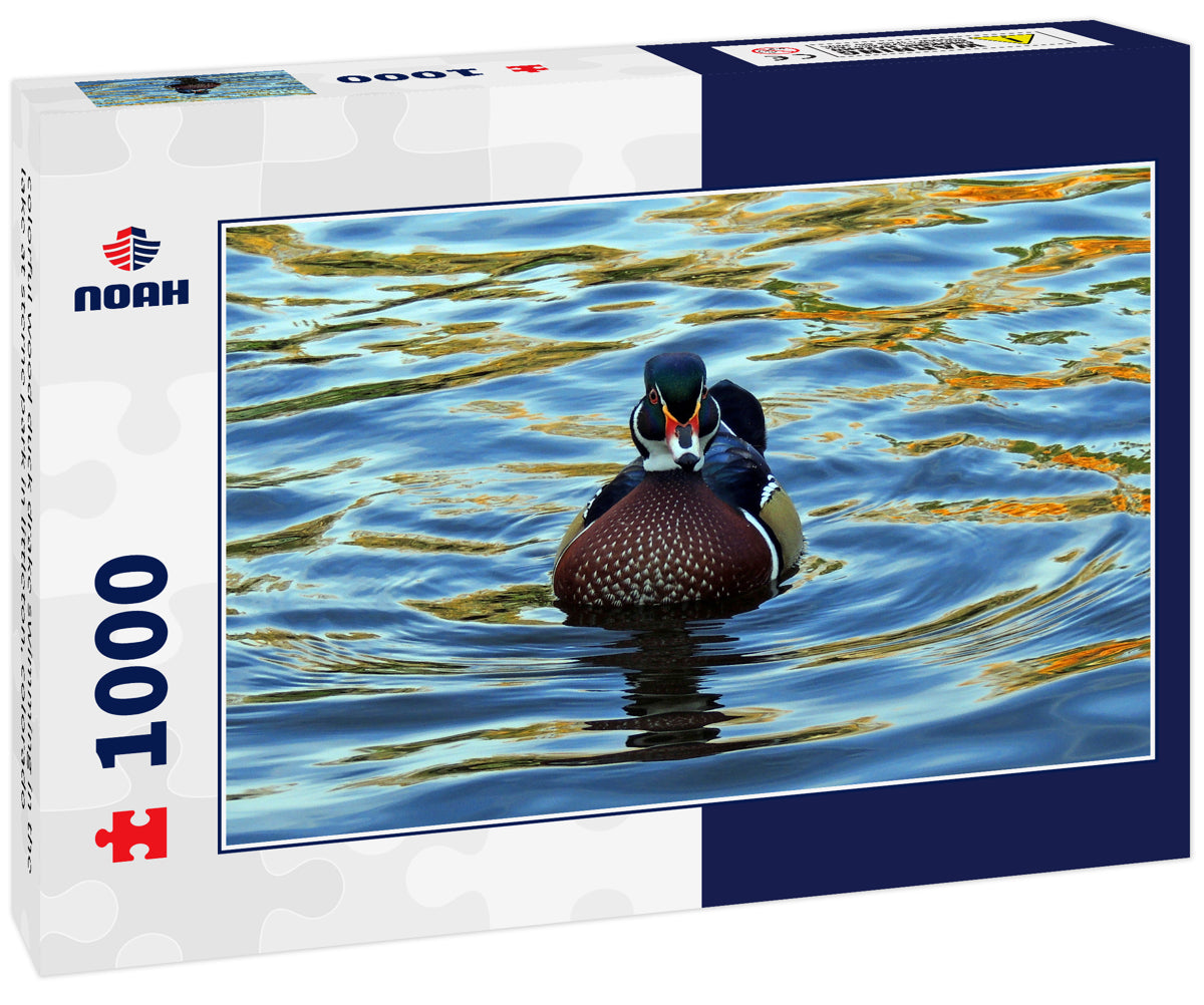 colorful wood duck drake swimming in the lake at sterne park in littleton, colorado 1000pc Puzzle