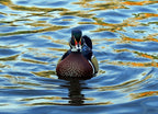 colorful wood duck drake swimming in the lake at sterne park in littleton, colorado 1000pc Puzzle