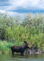 Bull moose wading in the Teton River, Driggs, Idaho 1000pc Puzzle