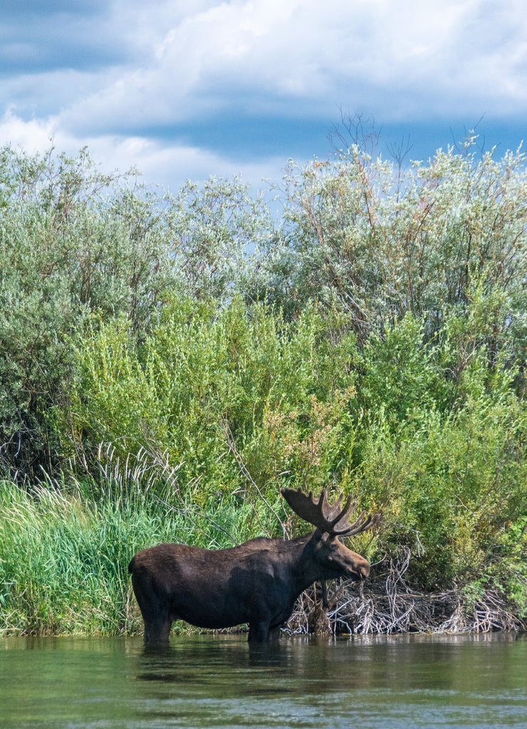 Bull moose wading in the Teton River, Driggs, Idaho 1000pc Puzzle