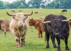 Cows in northern Indiana 1000pc Puzzle