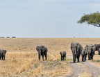 Elephants in Tanzania – 1000 Piece Wildlife Puzzle