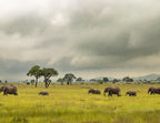 African Savannah Elephants Migrating – 1000 Piece Wildlife Puzzle