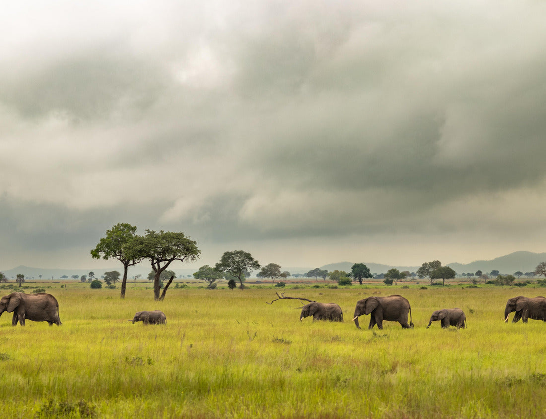 African Savannah Elephants Migrating – 1000 Piece Wildlife Puzzle