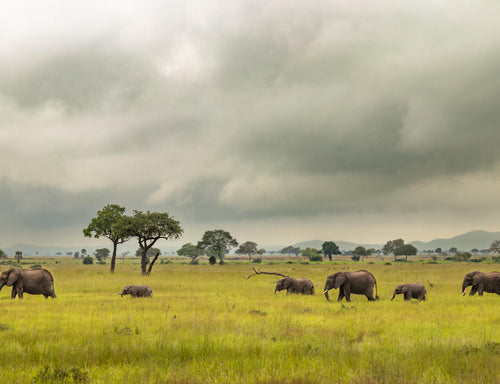 African Savannah Elephants Migrating – 1000 Piece Wildlife Puzzle