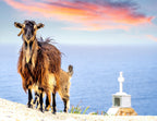 Goats at Island Crete, Greece 1000pc Puzzle