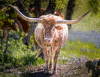 Texas longhorn cow on a colorful spring meadow 1000pc Puzzle