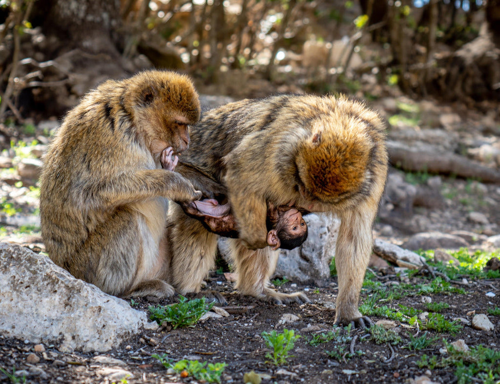 Two Monkeys with Baby – 1000 Piece Wildlife Puzzle