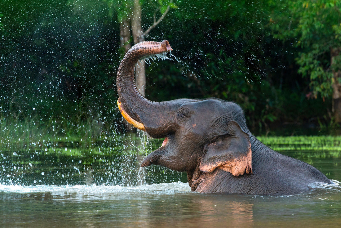 Elephant – 2000 Piece Adult Wildlife Puzzle