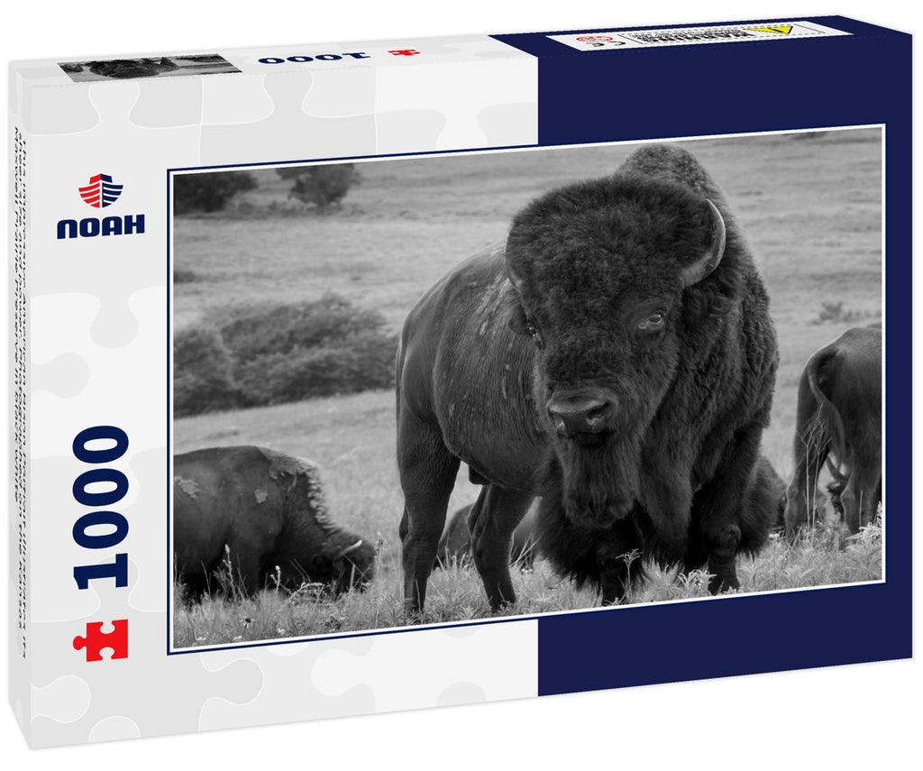 This impressive American Bison Portrait illustrates its sheer size and power. Photographed on the Kansas Maxwell Prairie Preserve 1000pc PuzzleBlack and White
