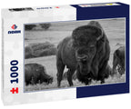 This impressive American Bison Portrait illustrates its sheer size and power. Photographed on the Kansas Maxwell Prairie Preserve 1000pc PuzzleBlack and White