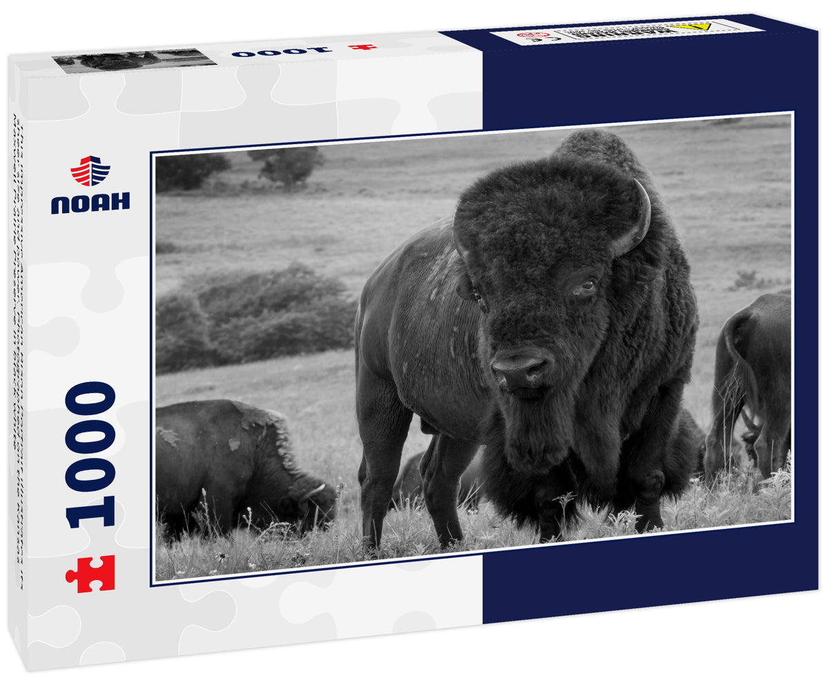 This impressive American Bison Portrait illustrates its sheer size and power. Photographed on the Kansas Maxwell Prairie Preserve 1000pc PuzzleBlack and White