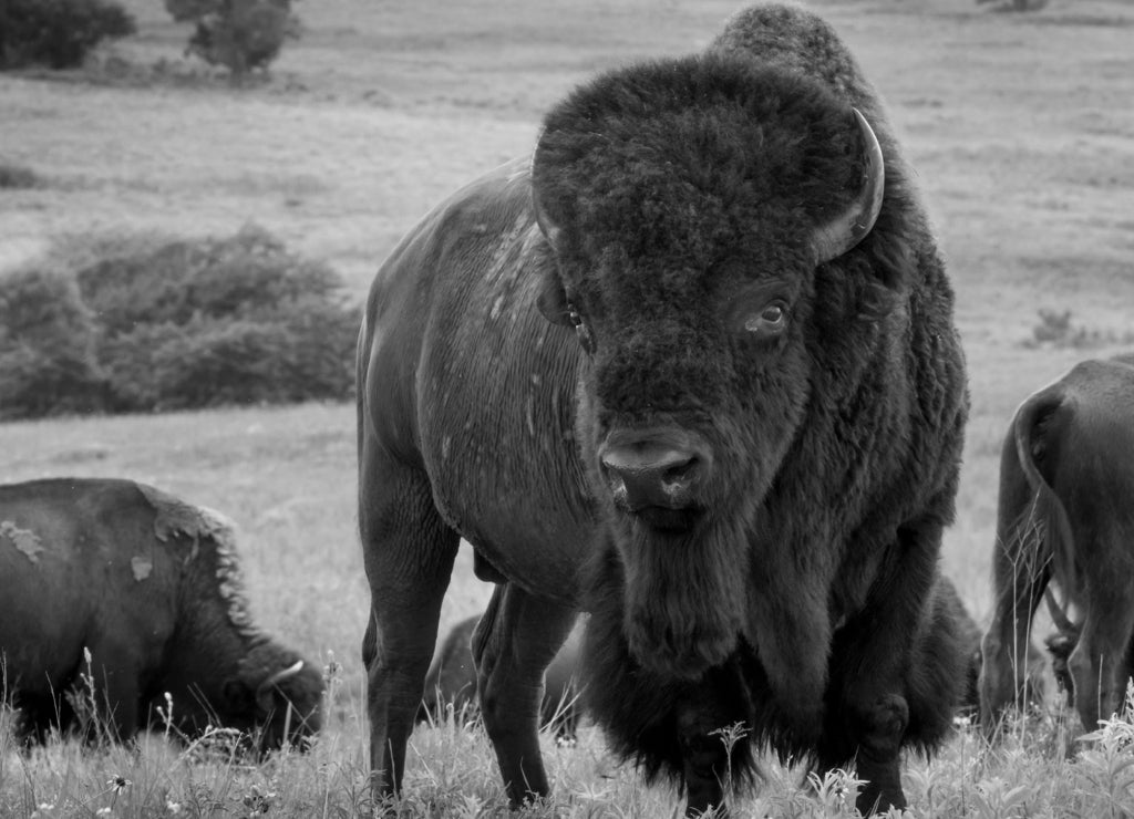 This impressive American Bison Portrait illustrates its sheer size and power. Photographed on the Kansas Maxwell Prairie Preserve 1000pc PuzzleBlack and White