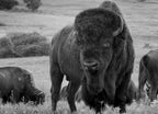 This impressive American Bison Portrait illustrates its sheer size and power. Photographed on the Kansas Maxwell Prairie Preserve 1000pc PuzzleBlack and White