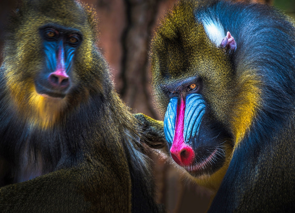 Mandrill Monkey – 1000 Piece Wildlife Puzzle
