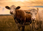 Cows in the sunset 1000pc Puzzle