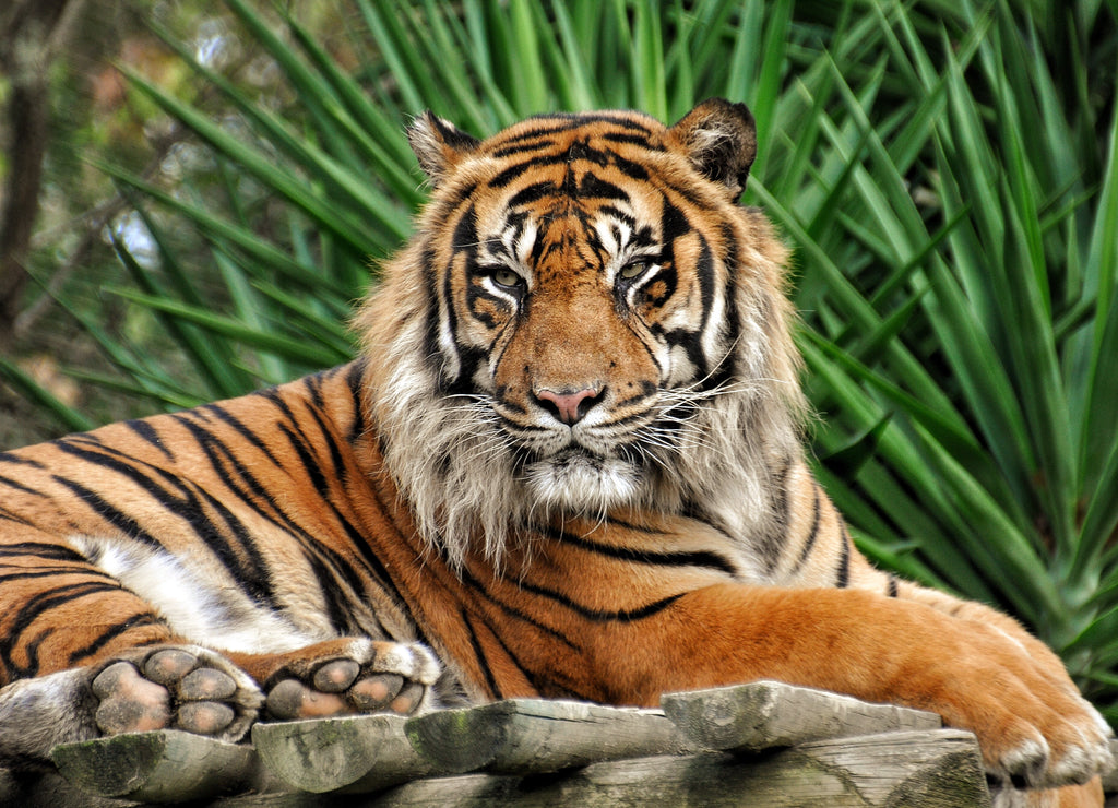 Tiger – 1000 Piece Wildlife Puzzle