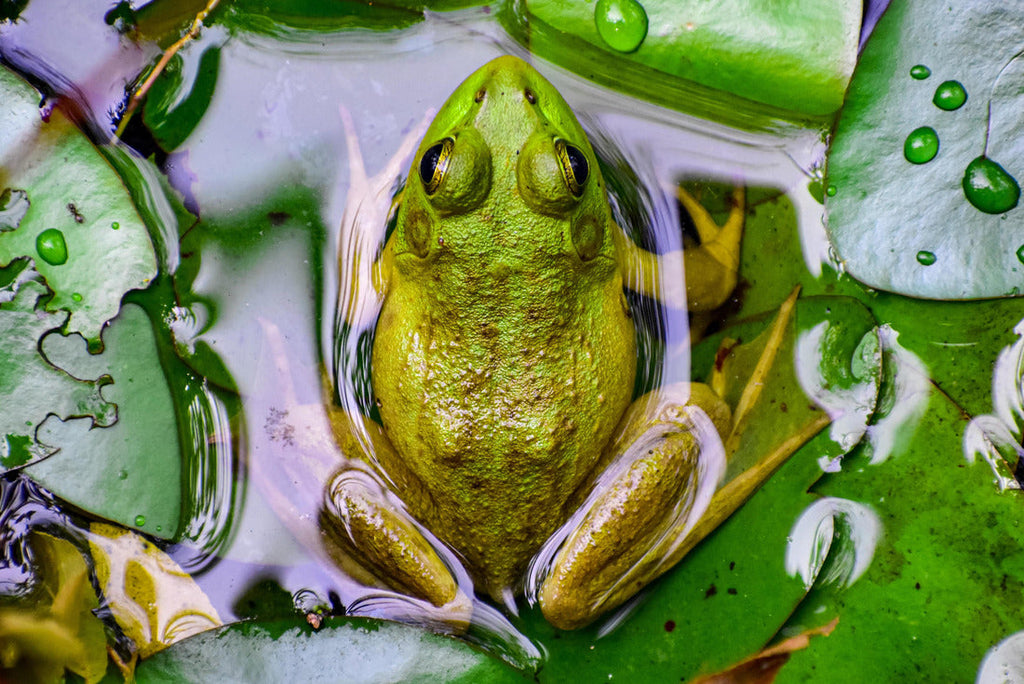 Frog near Mammoth Cave National Park 2000pc Puzzle