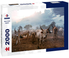 Herd of white Ankole Watusi cows grazing on the tribal pasture of Mundari, against cloudy sunset sky in South Sudan, Africa 2000pc Puzzle