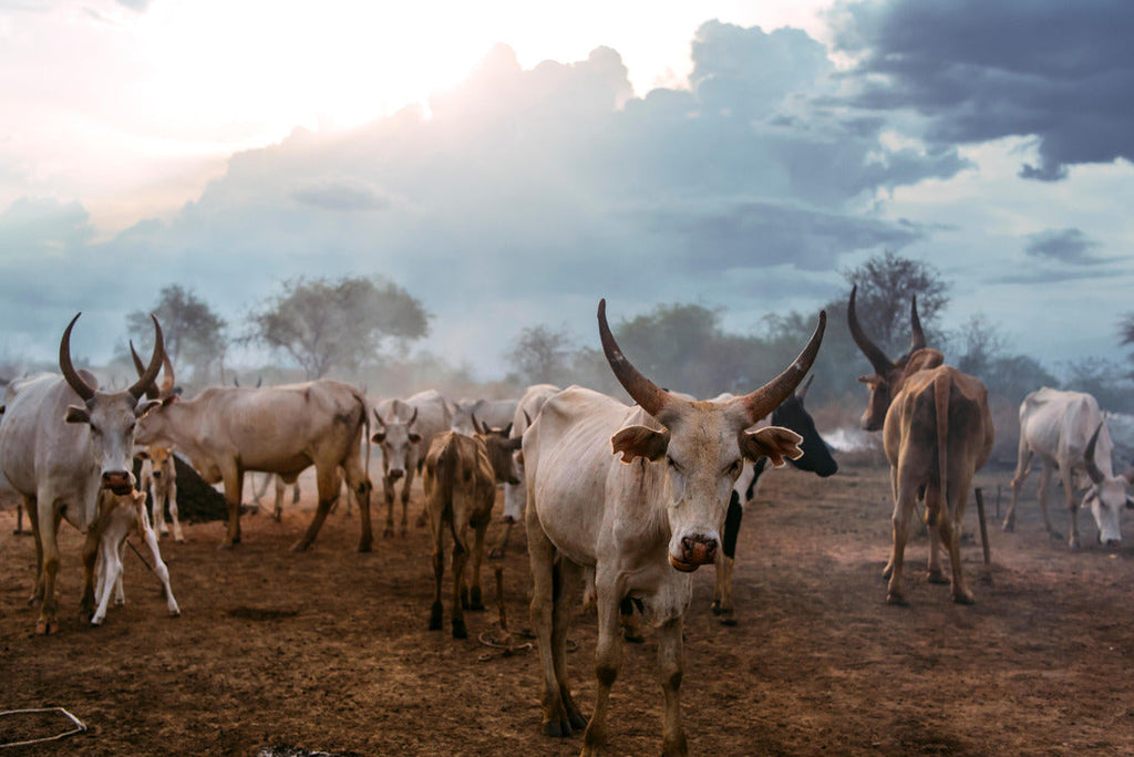Herd of white Ankole Watusi cows grazing on the tribal pasture of Mundari, against cloudy sunset sky in South Sudan, Africa 2000pc Puzzle