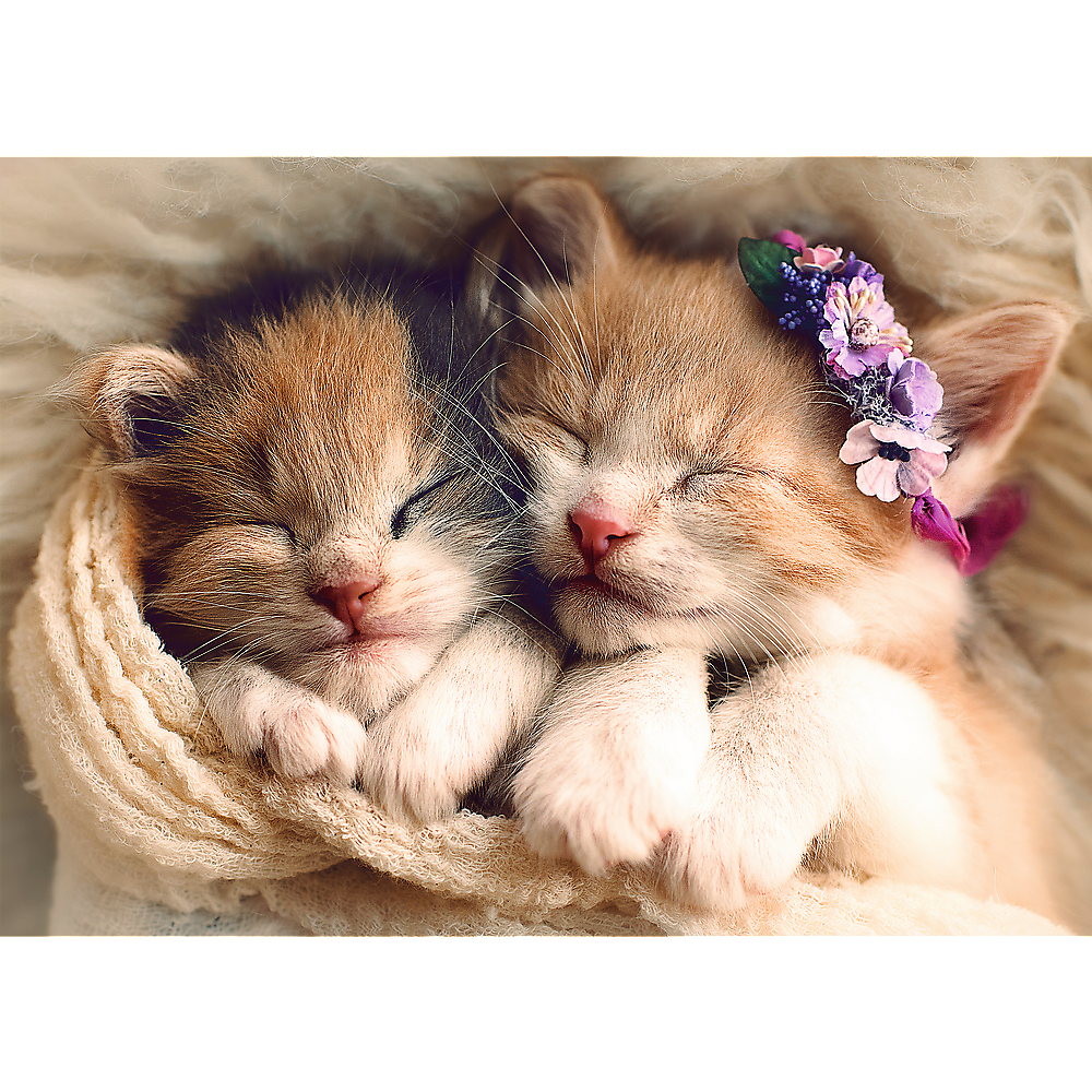 Sleeping Kittens - 500 Piece Jigsaw Puzzle