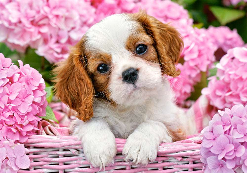 Pup in Pink Flowers – 500 Piece Dog Puzzle