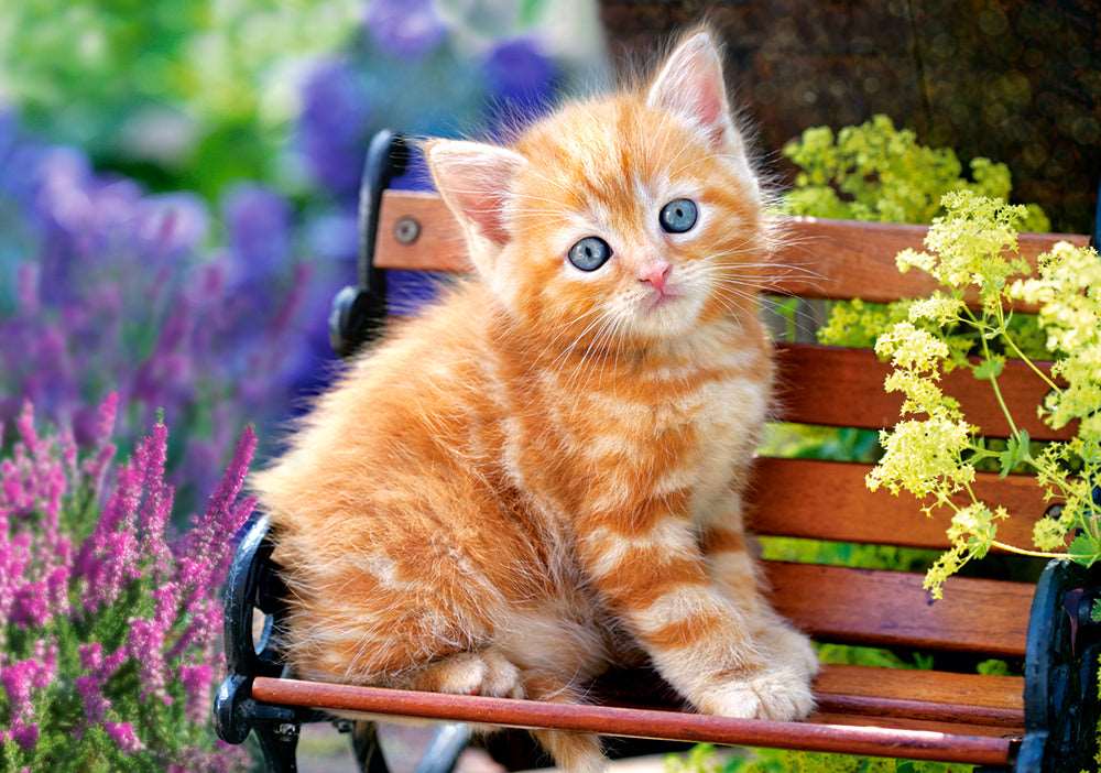 Ginger Kitten - 500 Piece Jigsaw Puzzle