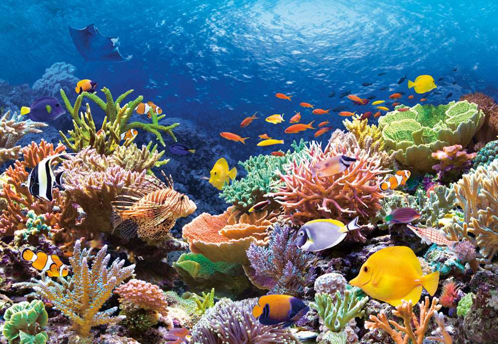 Coral Reef Fishes – 1000 Piece Ocean Puzzle
