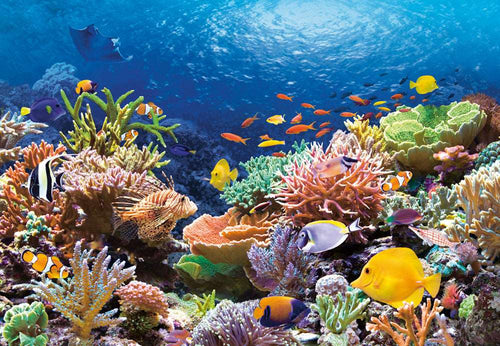 1000 Piece Castorland Jigsaw Puzzle – Coral Reef Fishes | Ocean Sealife Puzzle for Adults